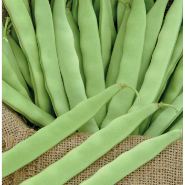 ლობიოს თესლი Gina