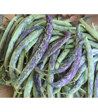 BUSH BEAN BOBIS DALBENGA