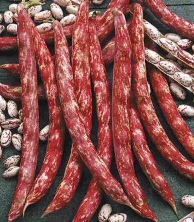 ლობიოს თესლი BUSH BEAN BORLOTTO LINGUA DI FUOCO