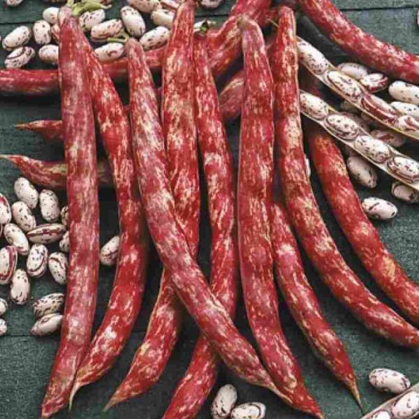ლობიოს თესლი BUSH BEAN BORLOTTO LINGUA DI FUOCO