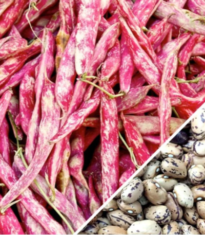 ლობიოს თესლი BUSH BEAN BORLOTO ROSSO