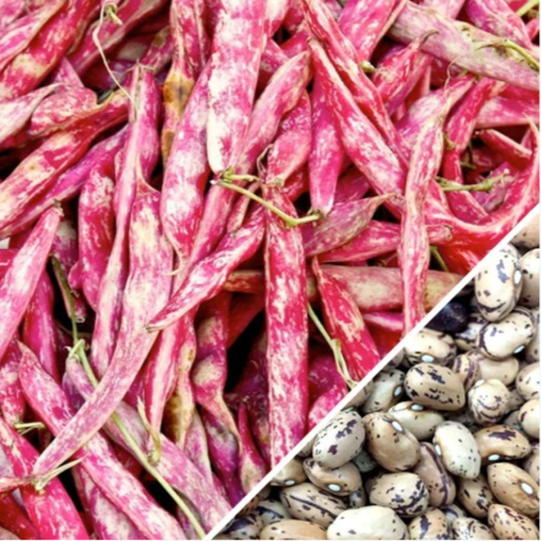 ლობიოს თესლი BUSH BEAN BORLOTO ROSSO