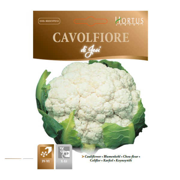 ყვავილოვანი კომბოსტო თესლი cavolfiore di jesi