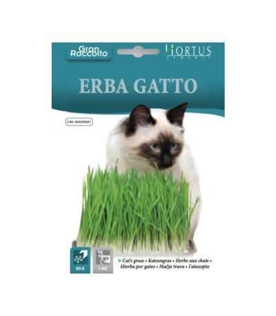 კატაპიტნის თესლი Erba gatto