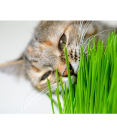 კატაპიტნის თესლი Erba dei gatto