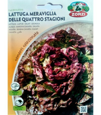 LATTUGA MERAVIGLIA DELLE QUATTRO STAGIONI