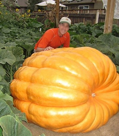 გოგრა თესლი ZUCCA ATLANTIC GIANT