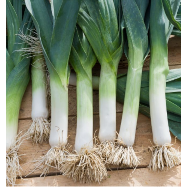 პრასი თესლი PORRO DHIVER 2