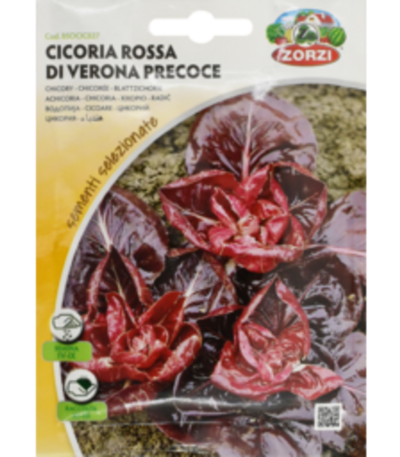 ვარდკაჭაჭა თესლი Cicoria Rossa di Verona Precoce