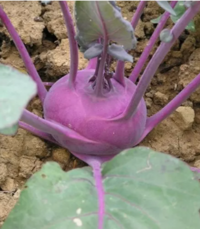 კოლრაბი თესლი CAVOLO RAPA PURPLE VIENNA