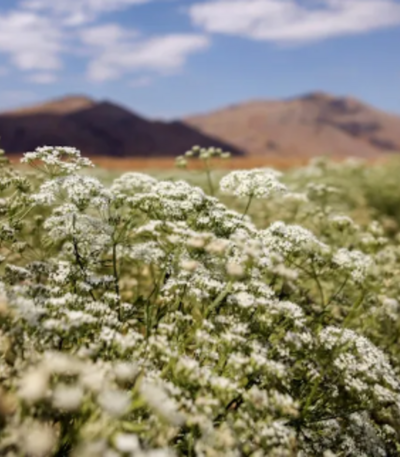 ანისულა თესლი Anice Pimpinella Anisum