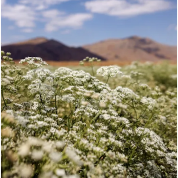 ანისულა თესლი Anice Pimpinella Anisum