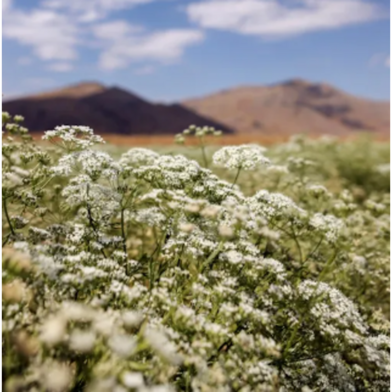 ანისულა თესლი Anice Pimpinella Anisum