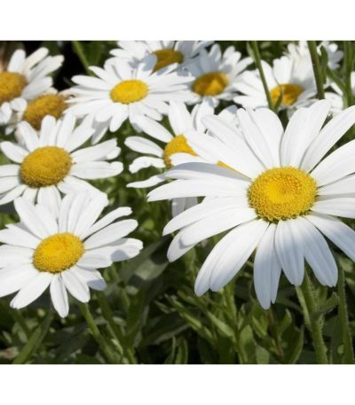 ყვავილები თესლი Margherita Gigante Perenne