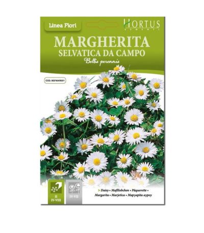 MARGHERITA SELVATICA DA CAMPO