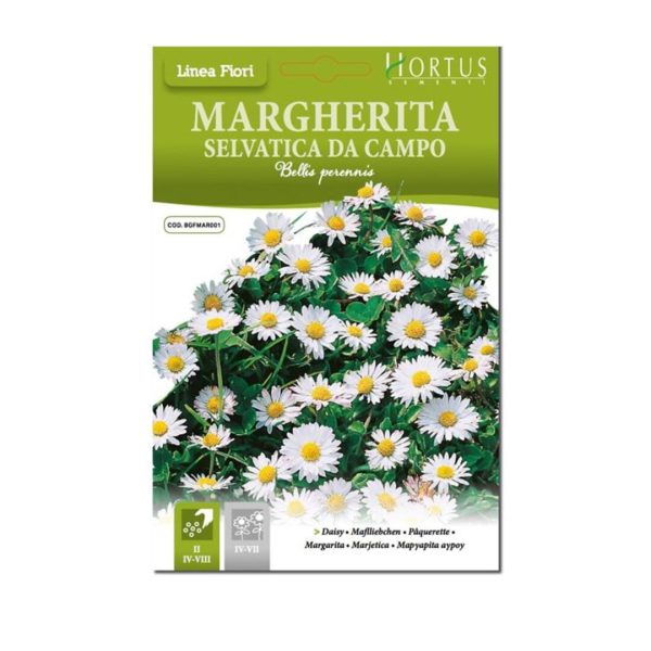 MARGHERITA SELVATICA DA CAMPO