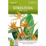 ყვავილები თესლი Strelitzia