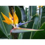 ყვავილები თესლი Strelitzia