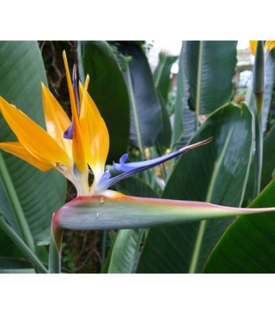 ყვავილები თესლი Strelitzia