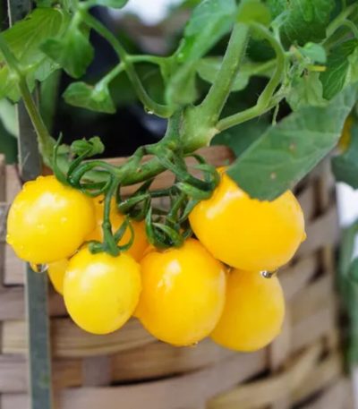 პომიდვრის თესლი Balconi Yellow F1