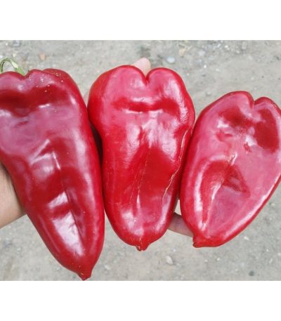 წიწაკა თესლი kapya (burkap)