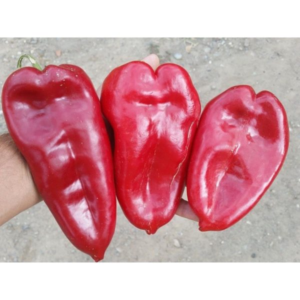 წიწაკა თესლი kapya (burkap)