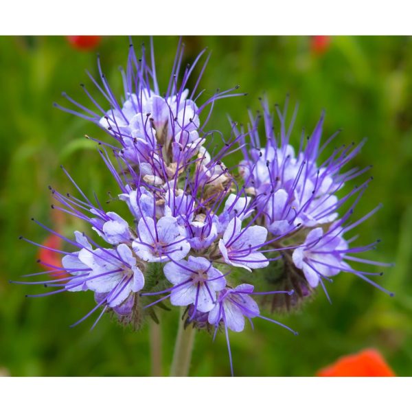 ფაცელია თესლი