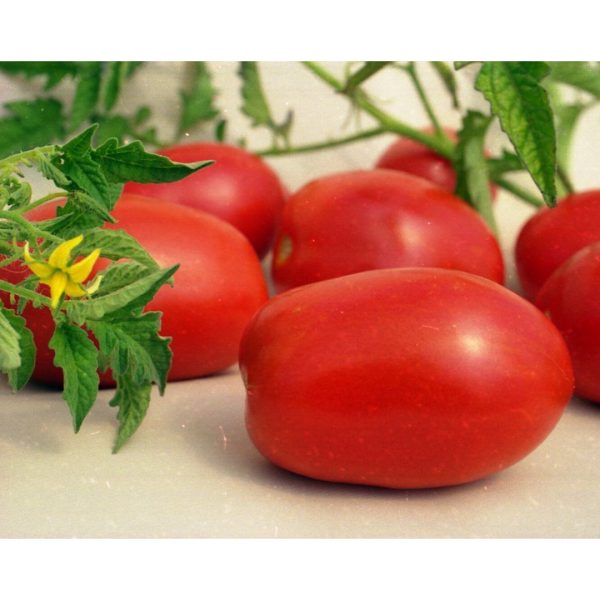 პომიდვრის თესლი AT-023 F1