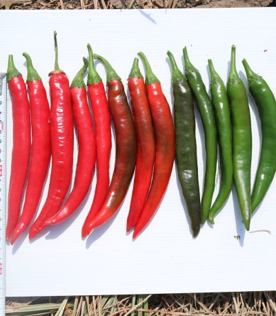 წიწაკა თესლი Spicy F1
