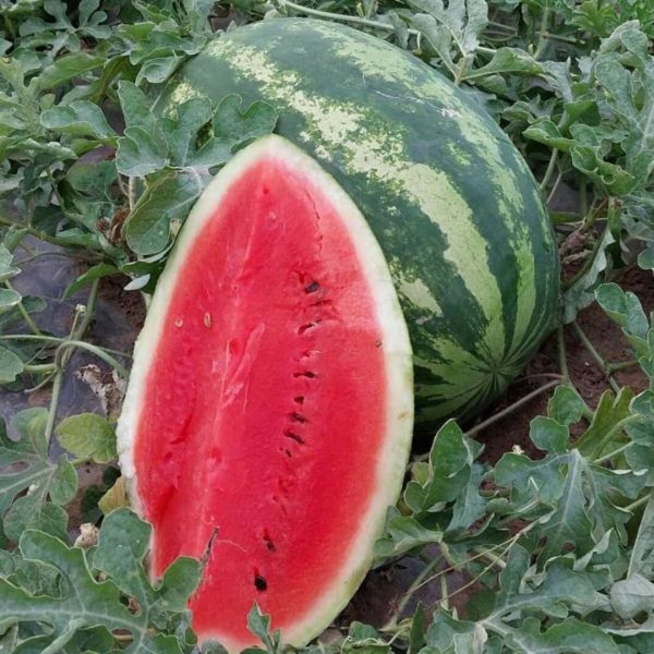 საზამთრო თესლი my Candy F1