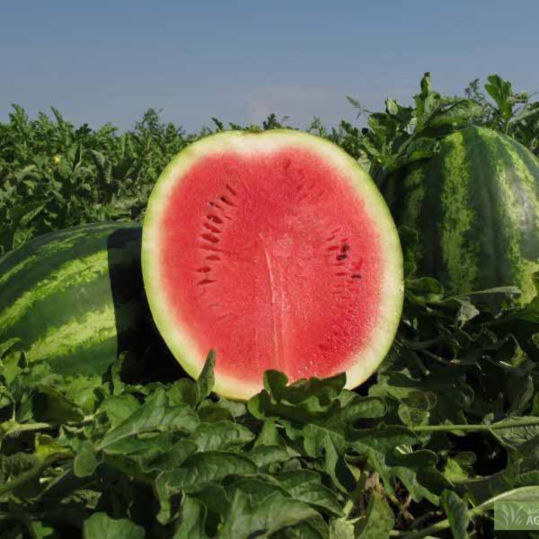 საზამთრო თესლი Au producer