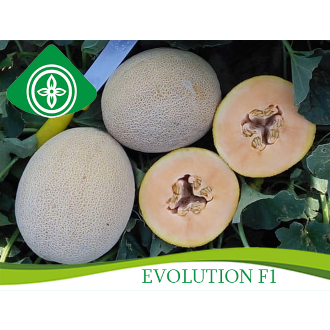 51-prod ნესვი თესლი Evolution F1