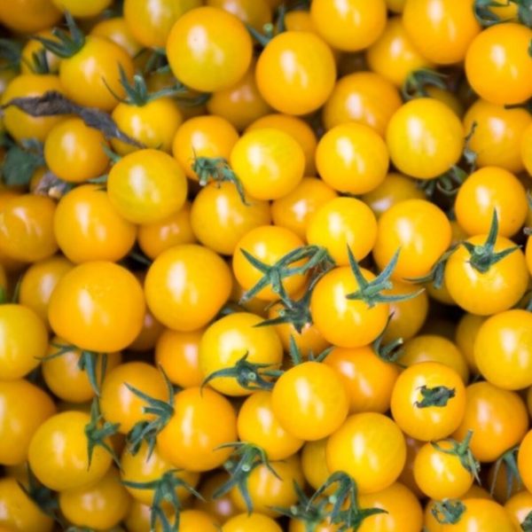 პომიდვრის თესლი ჩერი ყვითელი