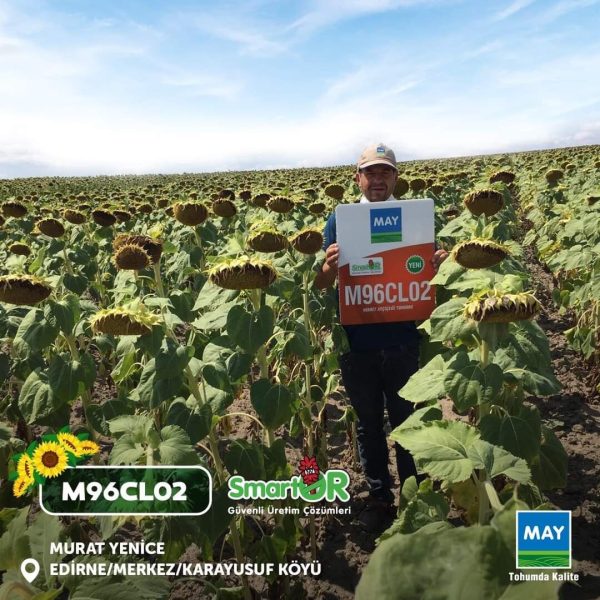 მზესუმზირა თესლი M96CL02