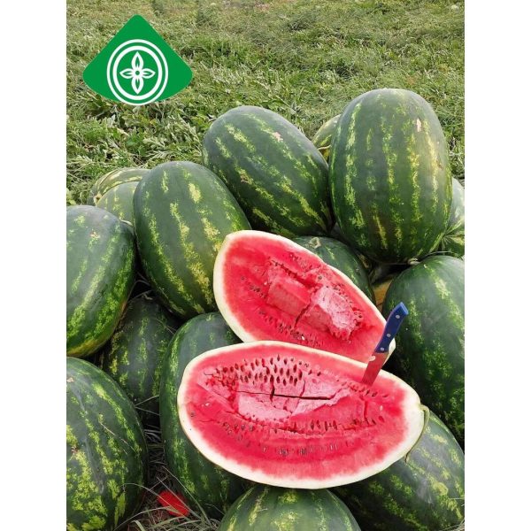 საზამთრო თესლი DYNASTY PLUS F1