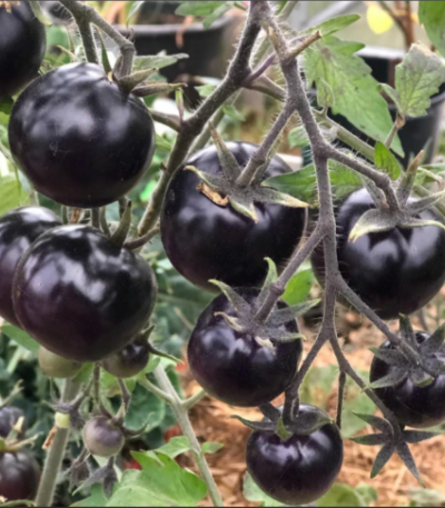 Black bambie F1