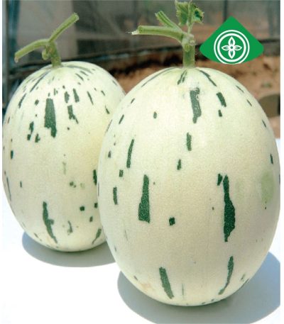 Dalmatian F1