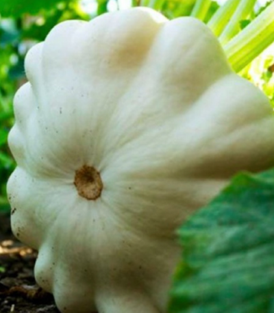 White bush scallop (პატისონი თეთრი)