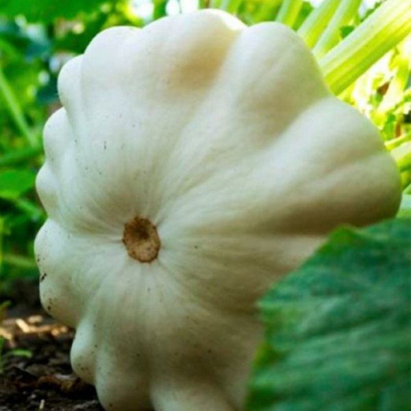 White bush scallop (პატისონი თეთრი)