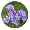 phacelia